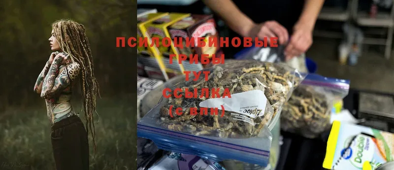 Псилоцибиновые грибы Cubensis  наркота  Бабушкин 